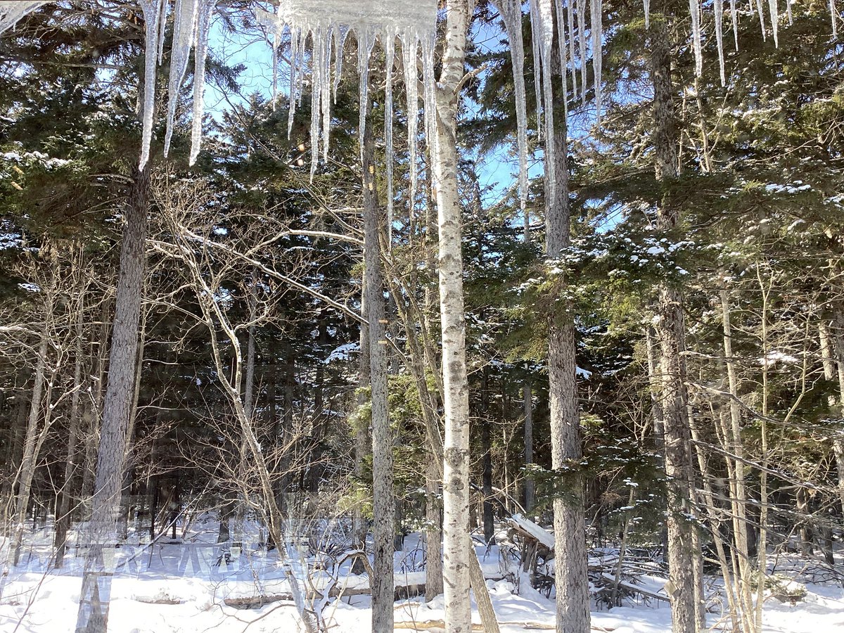 Chip Hop Cafe / 川湯ビジターセンター tweet media