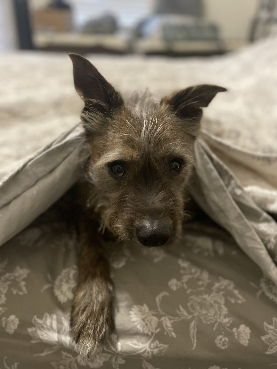 GoldyGoes's tweet image. Blessing your timeline with a pic of my best friend
.
After all, it’s #GoodBoyFriday 🐶