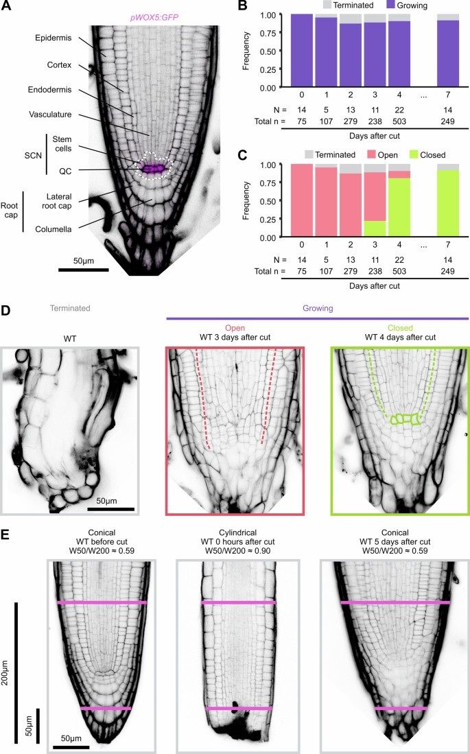 sci_plant's tweet image. MicroRNA control of stem cell reconstitution and growth in root regeneration
nature.com/articles/s4147…
♻️