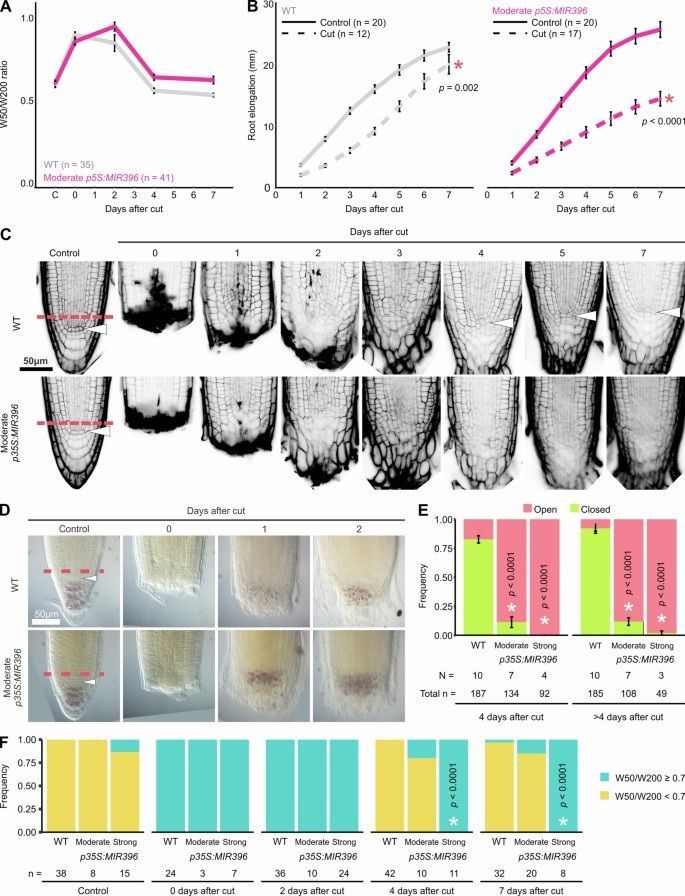 sci_plant's tweet image. MicroRNA control of stem cell reconstitution and growth in root regeneration
nature.com/articles/s4147…
♻️