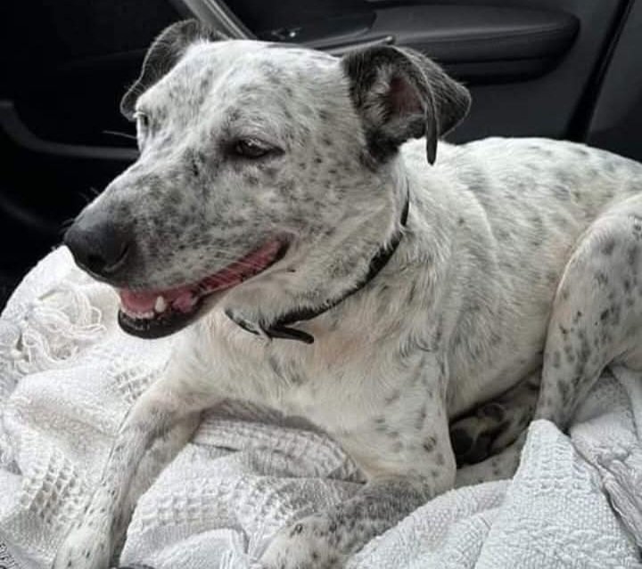 DanielaTennis's tweet photo. #PuntaDelEste #Maldonado
#adopción #NoCompres
Adopción de perrita q vive en un refugio.
Vacunada desparasitada y castrada. 4 años. Muy simpática y con mucha energía.
Llamar al 095 117 888. https://t.co/OFfsYufOFy
