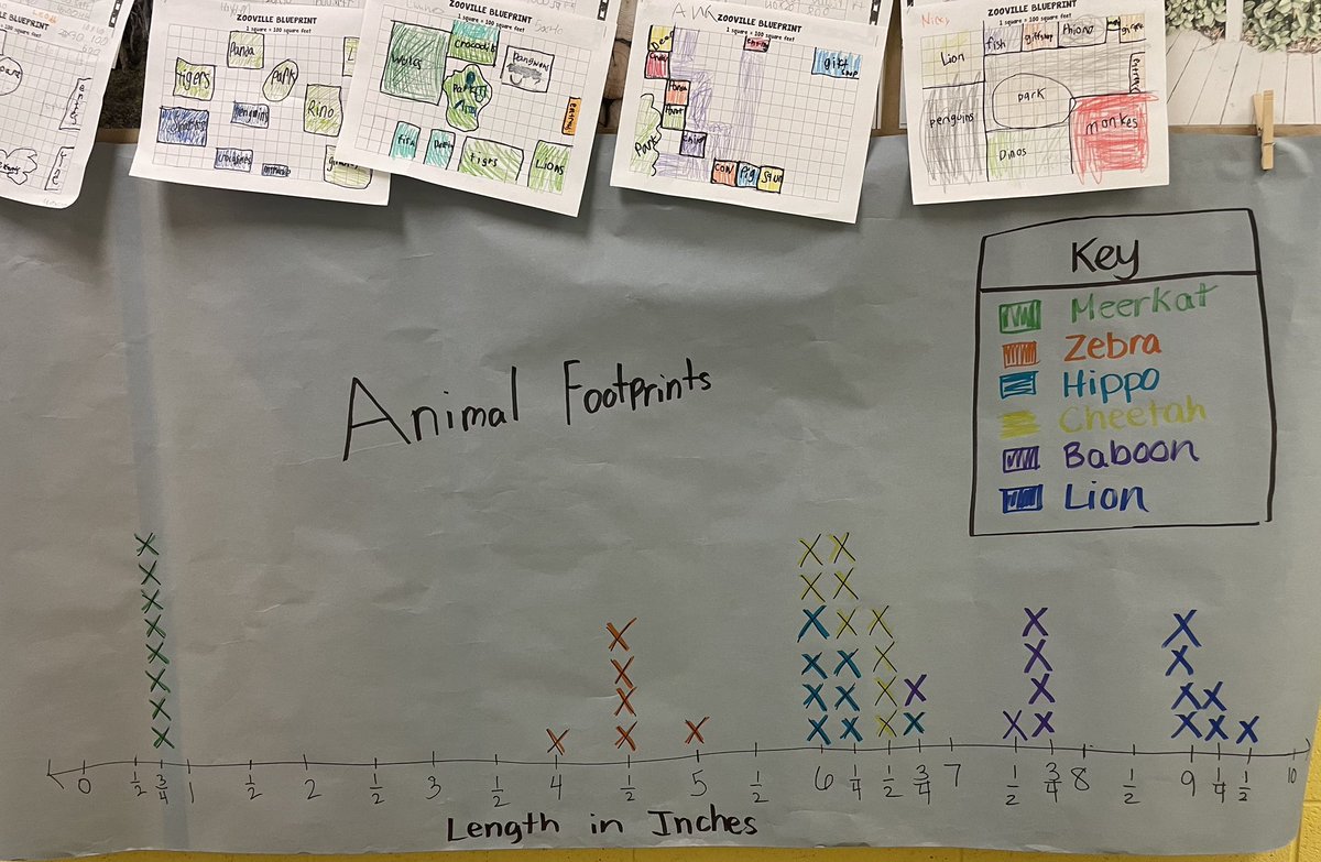 PVWollberg's tweet photo. Our line plot is complete! Based on the measurements of the footprints, we were able to determine that it was the ZEBRA who escaped from the zoo! 🦓 #pvlearns #mathisfun @BTCthinks #thinkingclassroom #lineplot #handsonlearning https://t.co/wih5vQ0Zhp