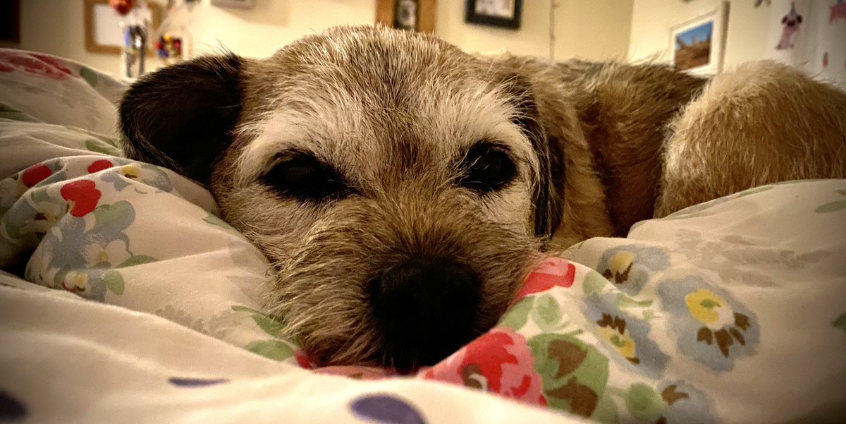 Nessa & Co. (aka Sir Jack Spratticus🌈) tweet media