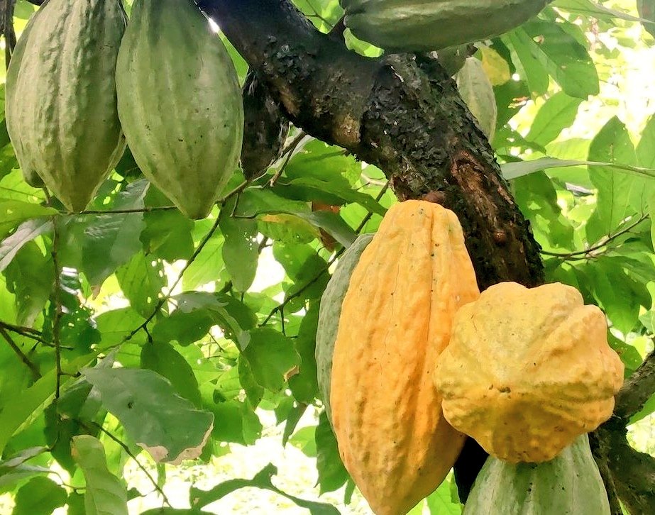 【世界一周中/世界を旅されてる方々〜🙋‍♂️🌍️】

SNSで世界一周中や世界を旅されている方々をちょこちょこ見ますが
ガーナ🇬🇭(西アフリカ)に来られずに旅を終えてる人が多いです。
※東アフリカ(ケニア、タンザニアなど)はあるある

ぜひガーナ(西アフリカ)の魅力を体感しに来てください🙋‍♂️