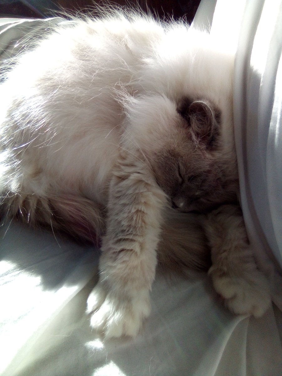 Jingley5's tweet photo. Nothing like a good snooze in the afternoon sun ♥️ https://t.co/yRqLEoClQo