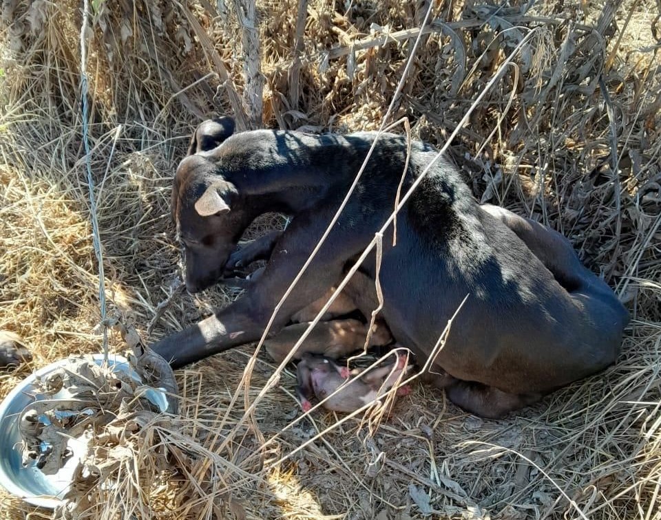 eltuitdemarsh's tweet photo. Urgente! Se necesita de un hogar temporal para perrita galgo que recién ha parido. Se encuentra en el sector de Santo Domingo, pero se puede trasladar a Santiago. Si puedes darle temporal, comunícate al +56995048203 o al +56956901150. Favor RT!
#SantoDomingo https://t.co/YAXlAE9drt