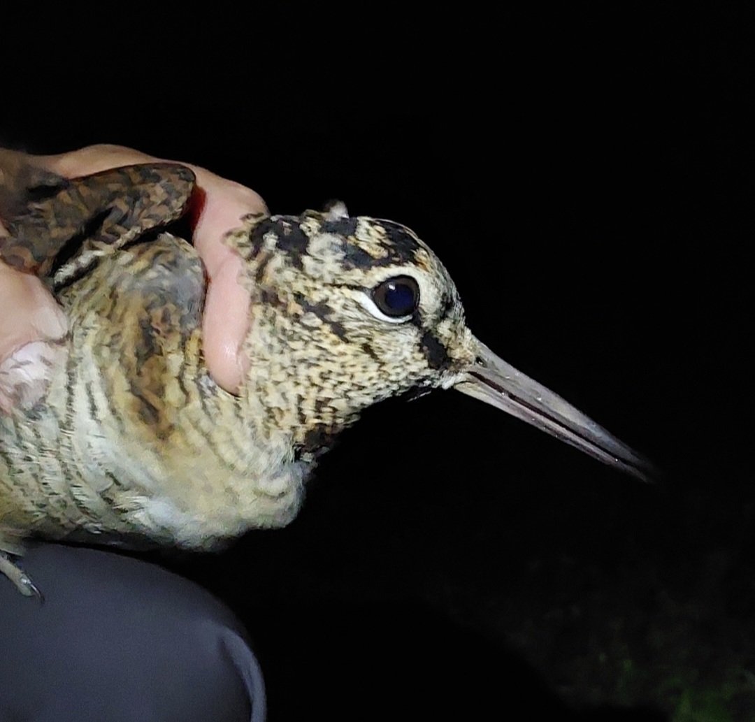 Arfon Williams tweet media