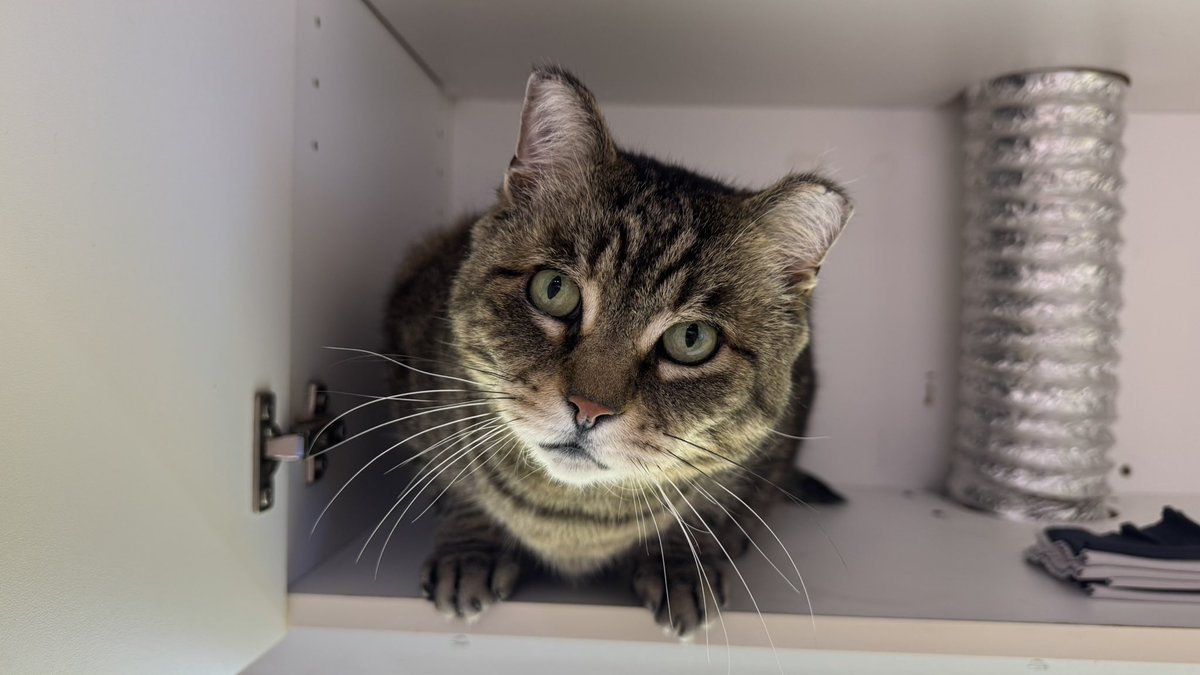 <a href="/MtlARN/">Montreal Animal Rescue Network- no kill 🐈 shelter</a> I feel like she is the lost sister of Tails 🤯😍