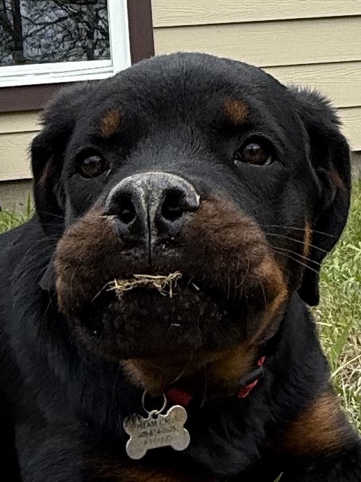 KeezyTwoHundo's tweet image. Just me, my dog, and our new home🙏🏽