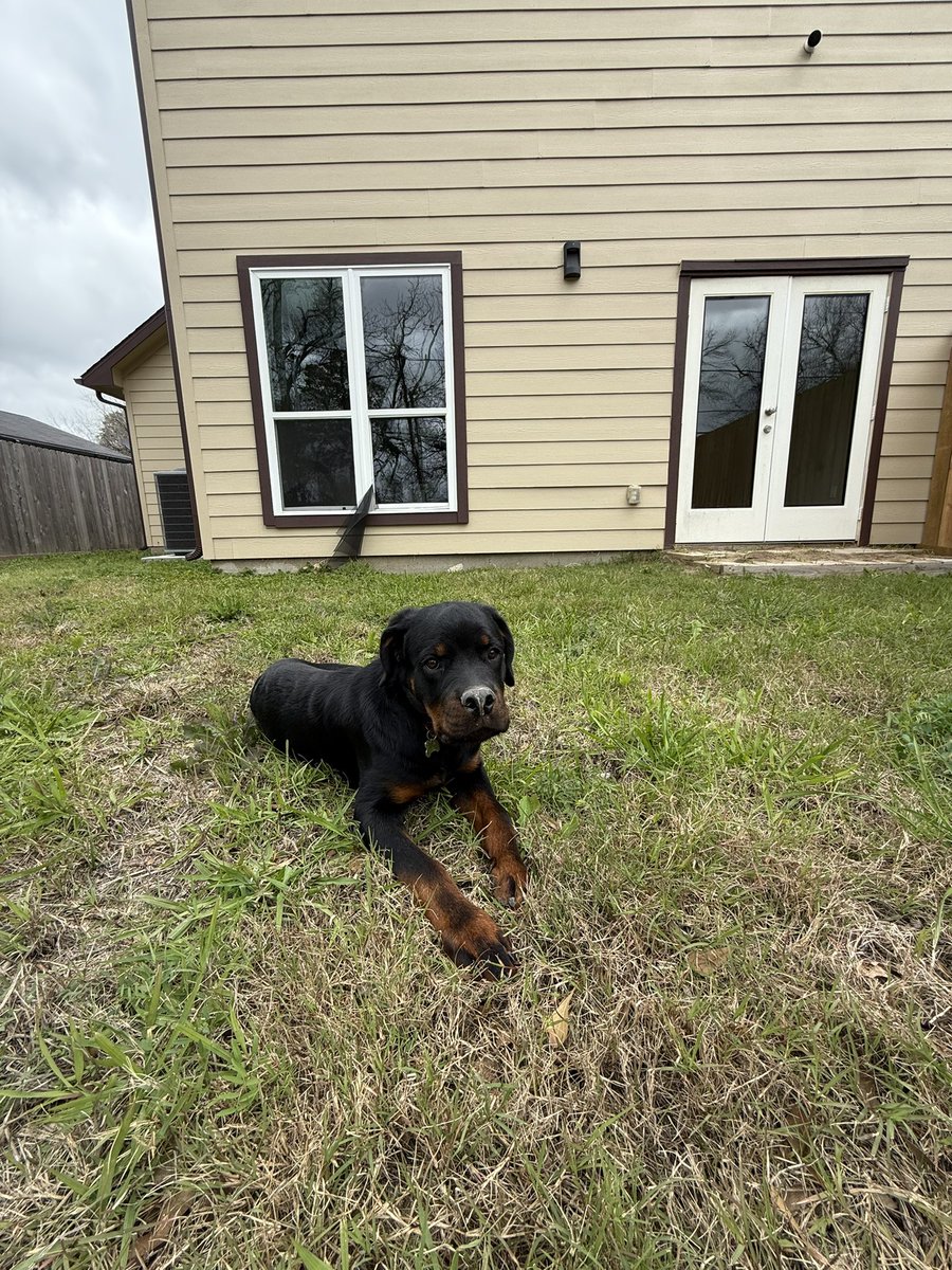 KeezyTwoHundo's tweet image. Just me, my dog, and our new home🙏🏽