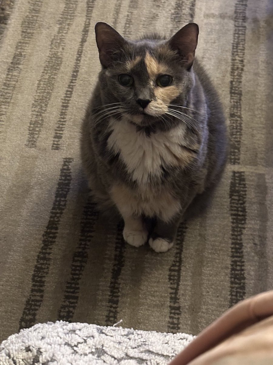 seatypefoto's tweet photo. Gretchen waiting for her 8.30pm treats. It’s 8.01
#lookatthatface #cats https://t.co/5VplMLvE46