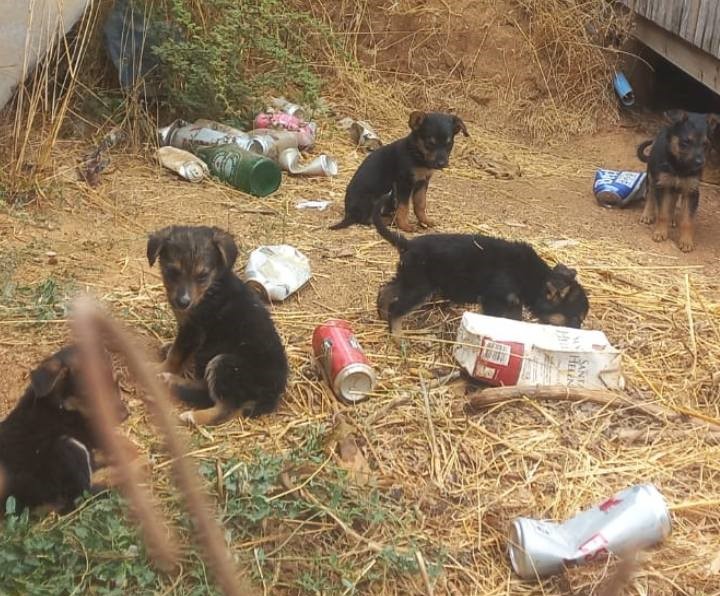 eltuitdemarsh's tweet photo. Urgente! Se necesitan hogares temporales o definitivos para 8 perritos abandonados en un sitio baldío en la V región. Están solos, con el inminente riesgo de ser atacados o morir atropellados. Si puedes ser temporal o deseas adoptar, comunícate al 984806140. Favor RT!
#VinadelMar https://t.co/wgw7oGMofy