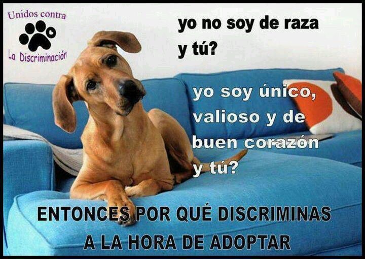 AlmasDeLaCalle's tweet photo. Humano, dices amar a los animales, pero me miras y me descartas. No soy de raza, ¿y qué? ¿Tu amor sí tiene etiquetas? Entonces no es amor, es egoísmo.🐾🐾🙏🏻 https://t.co/shYSaecq8G