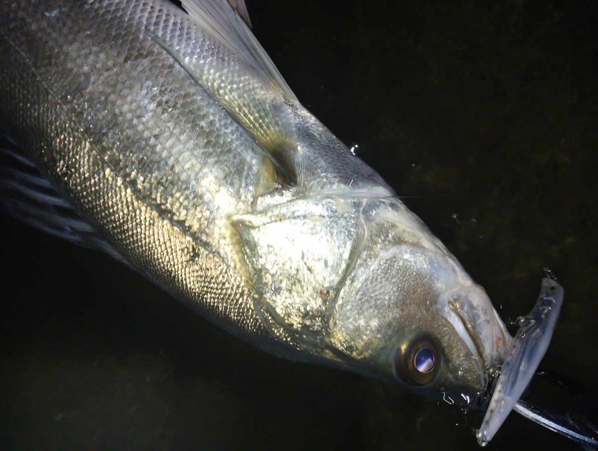 mochriverwading's tweet photo. 移動した先はアミっぽいマイクロに定点ボイル。
#エリテンEVO https://t.co/tdNhHLoO7t