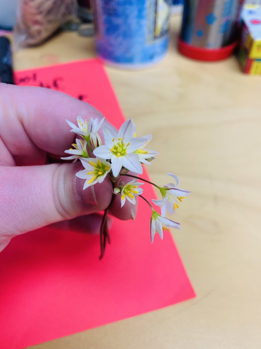 H.E. Rocks! (@smrob_counselor) on Twitter photo Sweetest start to a Spring Break ever from one of our 5th graders!๐๐๐ <a href="/Mrs_ZambutoHE/">Tiena Zambuto</a> #kindcats Sweetest start to a Spring Break ever from one of our 5th graders!๐๐๐ <a href="/Mrs_ZambutoHE/">Tiena Zambuto</a> #kindcats