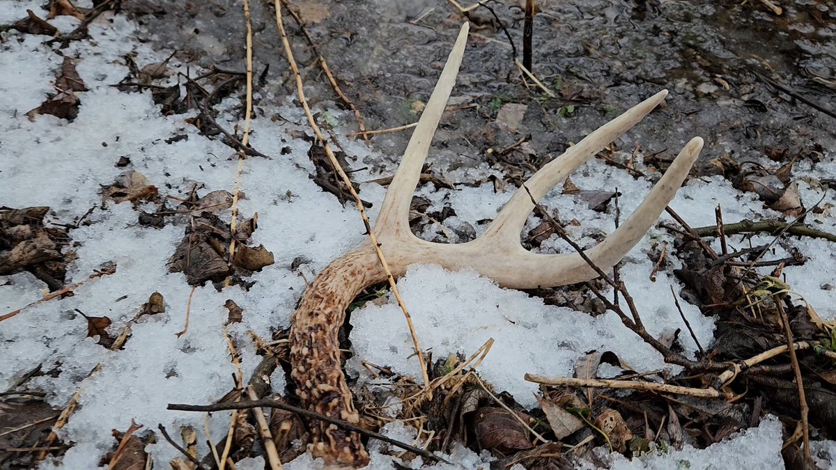 edo_team_2010's tweet photo. Weekend plans… who else is getting out!? #edo #theeverydayoutdoorsmen #shedhunting #shedseason #shedantler #scouting https://t.co/KduaN77Owd