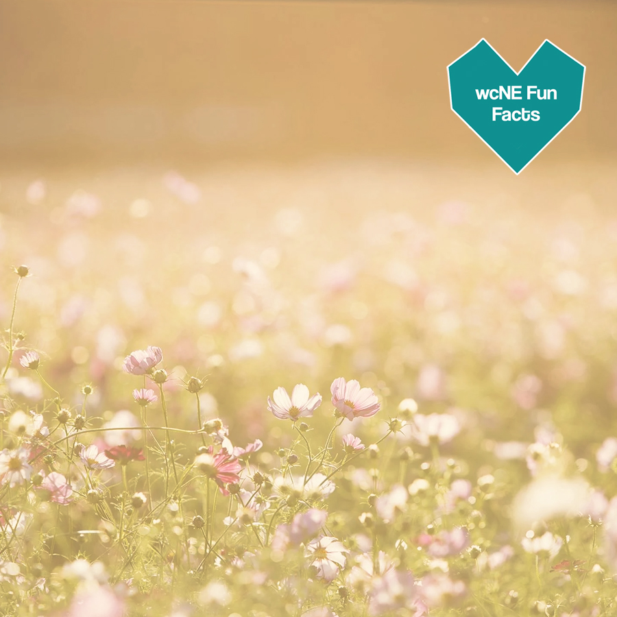 With a little bit of sun and non-freezing temps lately, for today's #funfact, tell us, what are you looking forward to about #Spring?

#wcNE #wcNEfunfacts #workcampNE #workcamp #missions #missionstrip #missiontrip #youthmissions #newengland #newhampshire #northeast