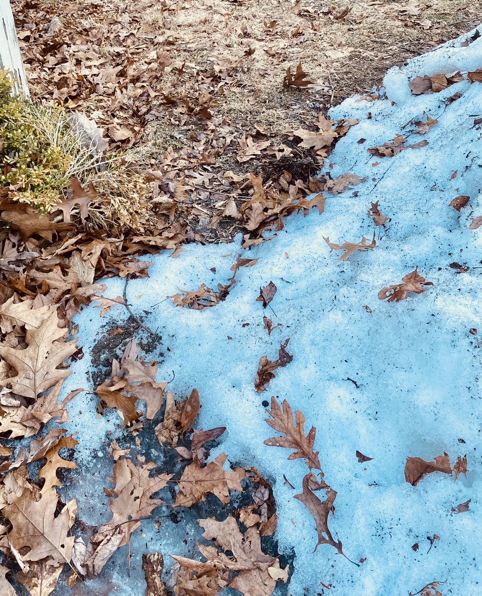 AdLibby1's tweet image. last snow melts
my garden blooming 
with dead leaves
#dailyhaikuprompt ( bloom)