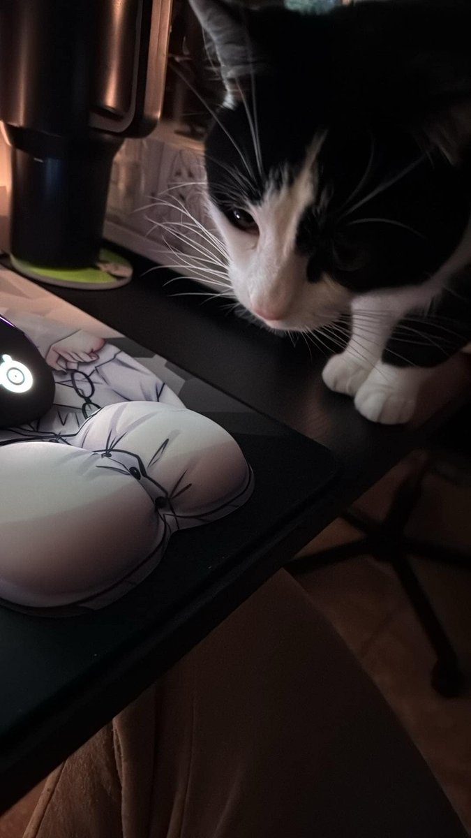 Big_Melt_'s tweet photo. RT @WaifuWaresUK: Cat approval of the booba featuring tod https://t.co/pVlFygPUiw