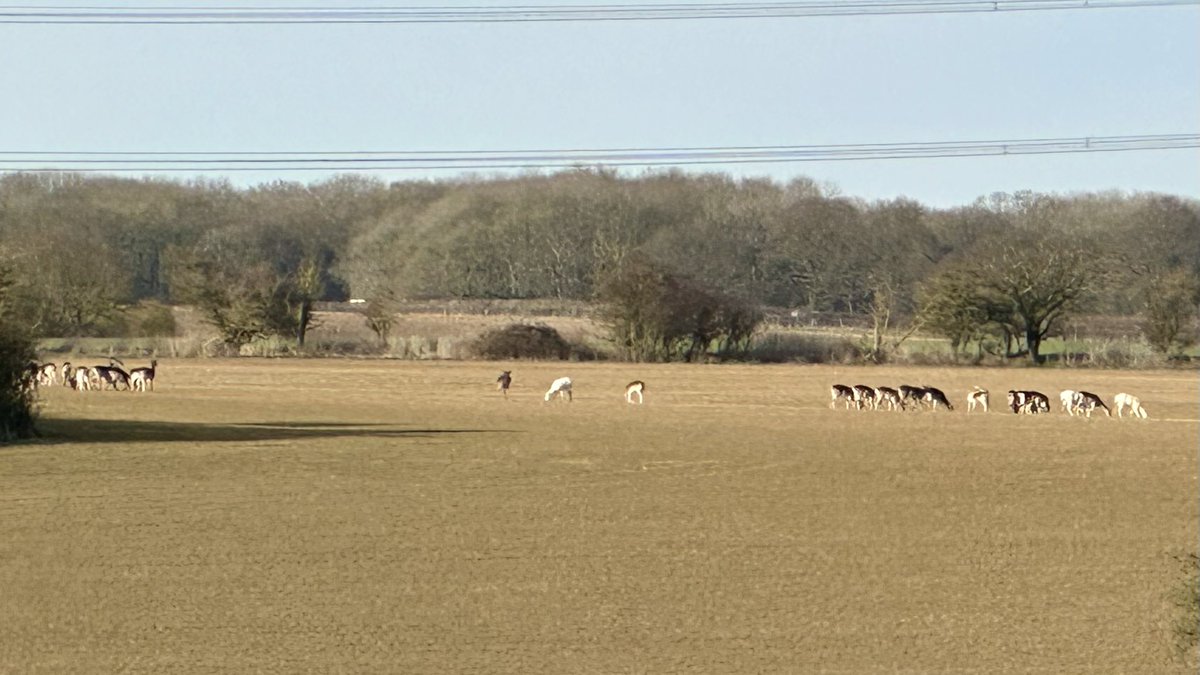 SaveBeaneValley's tweet photo. Home to the Herd: Looking north towards Cumberlow Green, an area potentially affected by the solar developments. #nature #wildlife #countryside #naturephotography #englishcountryside
#protectourcountryside #notosolarfarms #protectnature #protectwildlife #solarforrooftops https://t.co/D5WXmjyQlc
