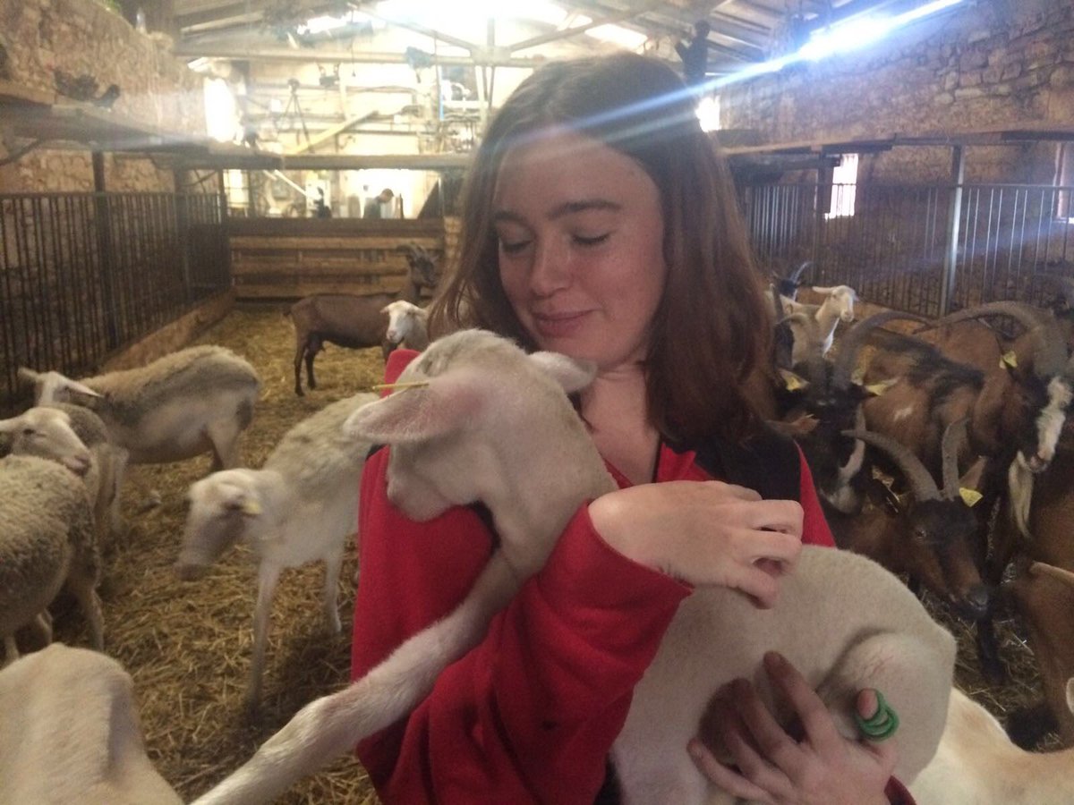 Jodilanai's tweet photo. The only reason I’m holding this lamb is because he was the most aggressive. If I did not hold him, he’d bite me. Aggression works. https://t.co/8RaZkaiZOP