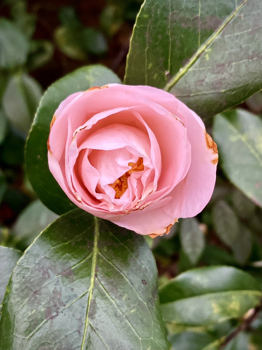 HobanGirl's tweet photo. Squeezed in a 5-miler after the 8am Mass, totally invigorated. So nice to see 85-yo Fritz recovering after release from the rehabilitative clinic, and got to soothe a cranky infant in my belfry with a picture book of golden retrievers. #StMarys #WolfeSt #camellia #WilsonBridge https://t.co/xPOnHfnLjx