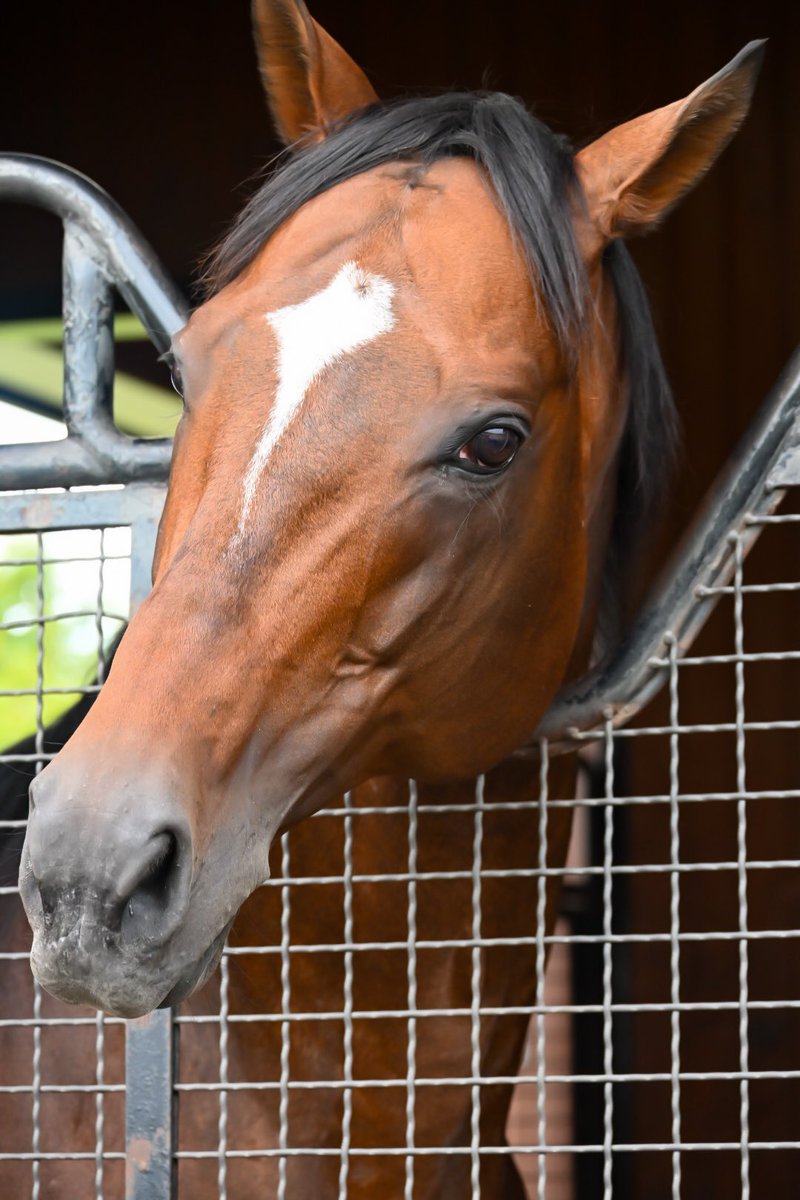 早い者勝ち‼️ラジャス⭐️イオンチャンネル（ゴールドのみ）❣️超特価⭐️⭐️⭐️ 2/1(土)埼玉県 楽園南越谷店【SS・蓮くん取材】 - (旧)パチ＆スロ必勝