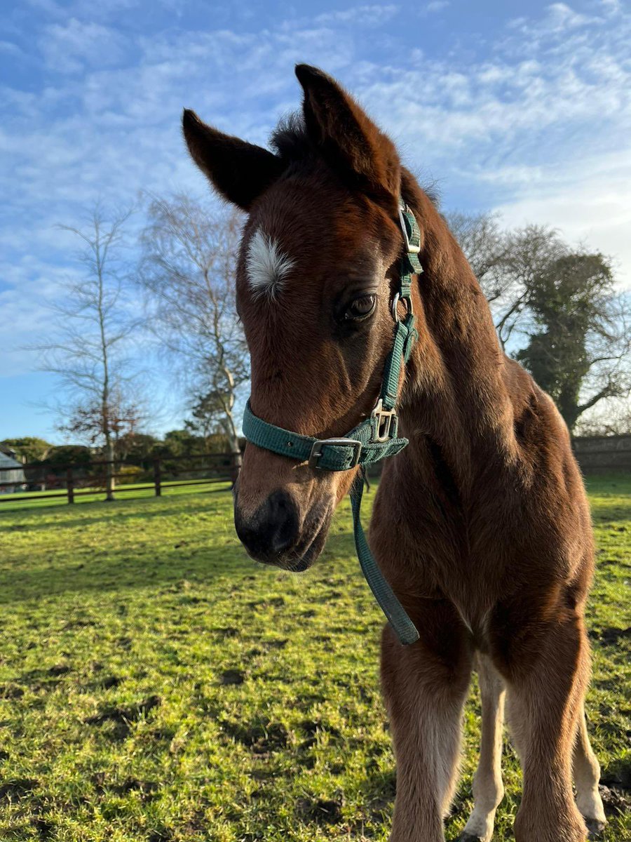 Caroline Brindley tweet media