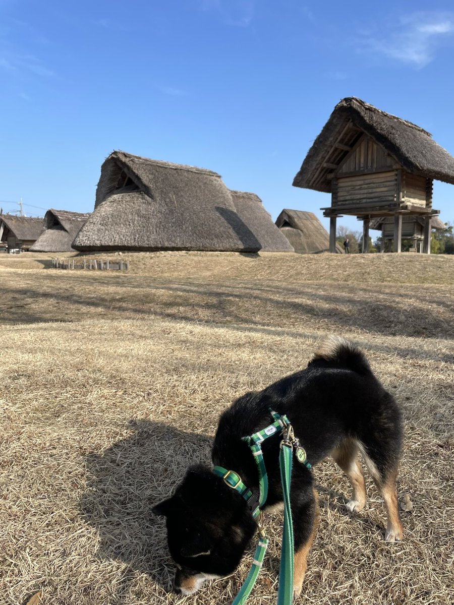 hani2295's tweet photo. 弥生時代後期の稲作を中心とした農村集落の遺跡をお勉強中っ https://t.co/zjVQMlVX3d