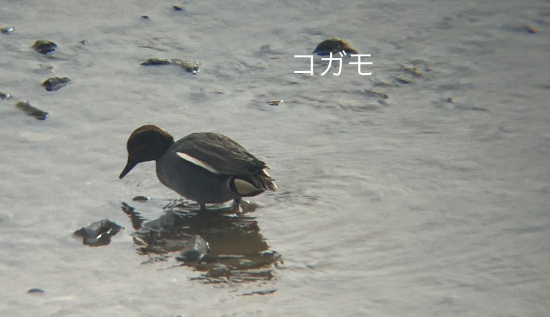 みんなちがうカモでびっくりした。