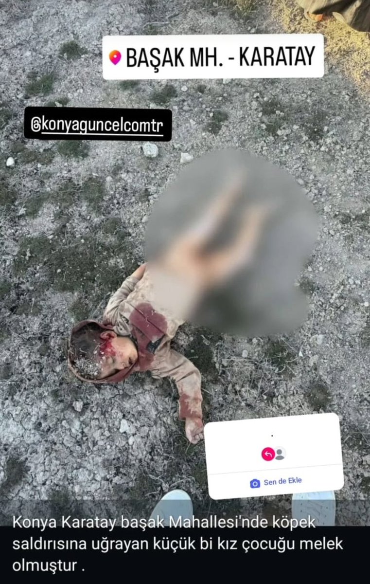 kopekmagduru's tweet photo. Rana Elselci: 7 Mart 2025 Konya'nın Karatay ilçesinde 2 yaşındaki minik kız çocuğu misafirliğe gittikleri mahallede sürü halinde gezen köpeklerin saldırısına uğrayarak feci şekilde yaşamını yitirdi. Sokaklara dökülen halk olaya tepki gösterdi.#KöpekTerörü  https://t.co/l0FWilXov8 https://t.co/YzHCPPToHE