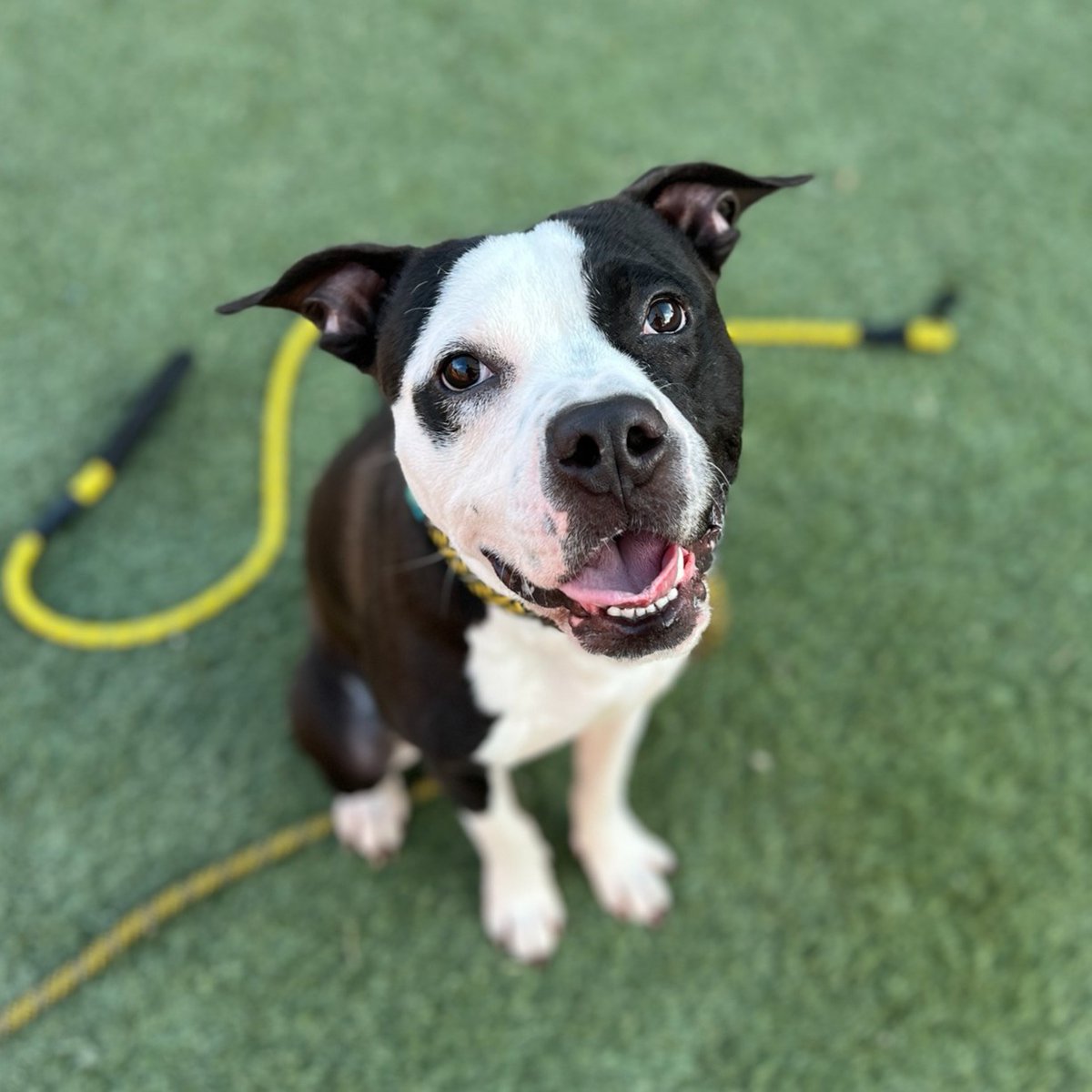 animalfndlv's tweet image. Hucklestuff arrived at the shelter 157 days ago! 🤯 He’s still smiling &amp;amp; ready to win you over with his quirky personality.

Take this silly 1-year-old on a foster field trip &amp;amp; try not to fall in love! His adoption fee is waived. ID# A1359381