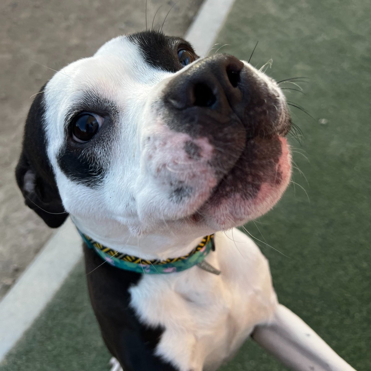 animalfndlv's tweet image. Hucklestuff arrived at the shelter 157 days ago! 🤯 He’s still smiling &amp;amp; ready to win you over with his quirky personality.

Take this silly 1-year-old on a foster field trip &amp;amp; try not to fall in love! His adoption fee is waived. ID# A1359381