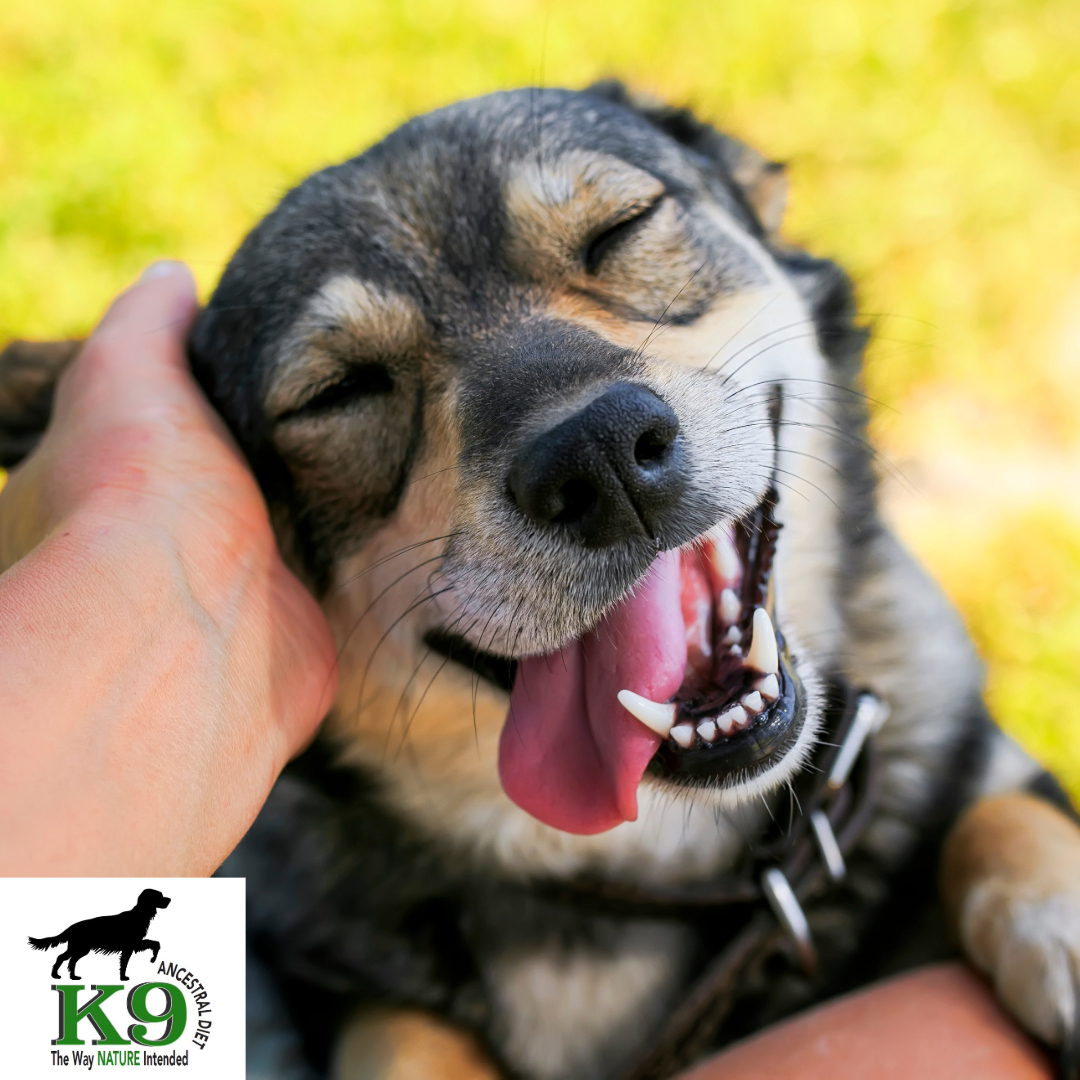 k9AncestralDiet's tweet image. ☀️🐾 Spring is in the air, and your pup can feel it! Longer walks, more playtime, and fresh, healthy meals to keep their tail wagging all season long. 🌸🐕

🥩 No fillers, just pure, natural nutrition for your best friend!

#HealthyDogHappyDog #K9AncestralDiet #RawFoodForDogs