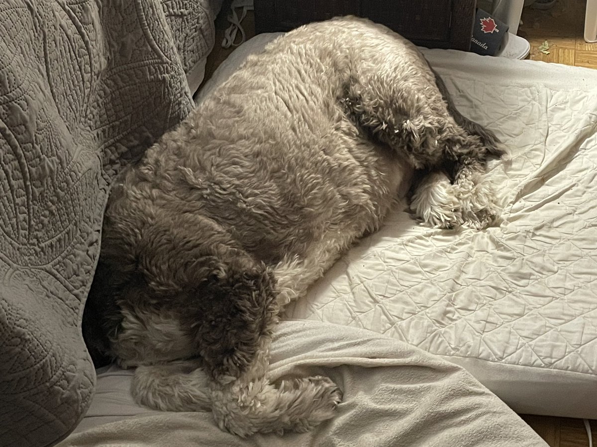 The humes don’t know why I put my head under their bed, but they don’t stop me. They do check on me to see if I am ok, but I just like it. Mom likes to watch TV in bed so it cuts down the sounds too.