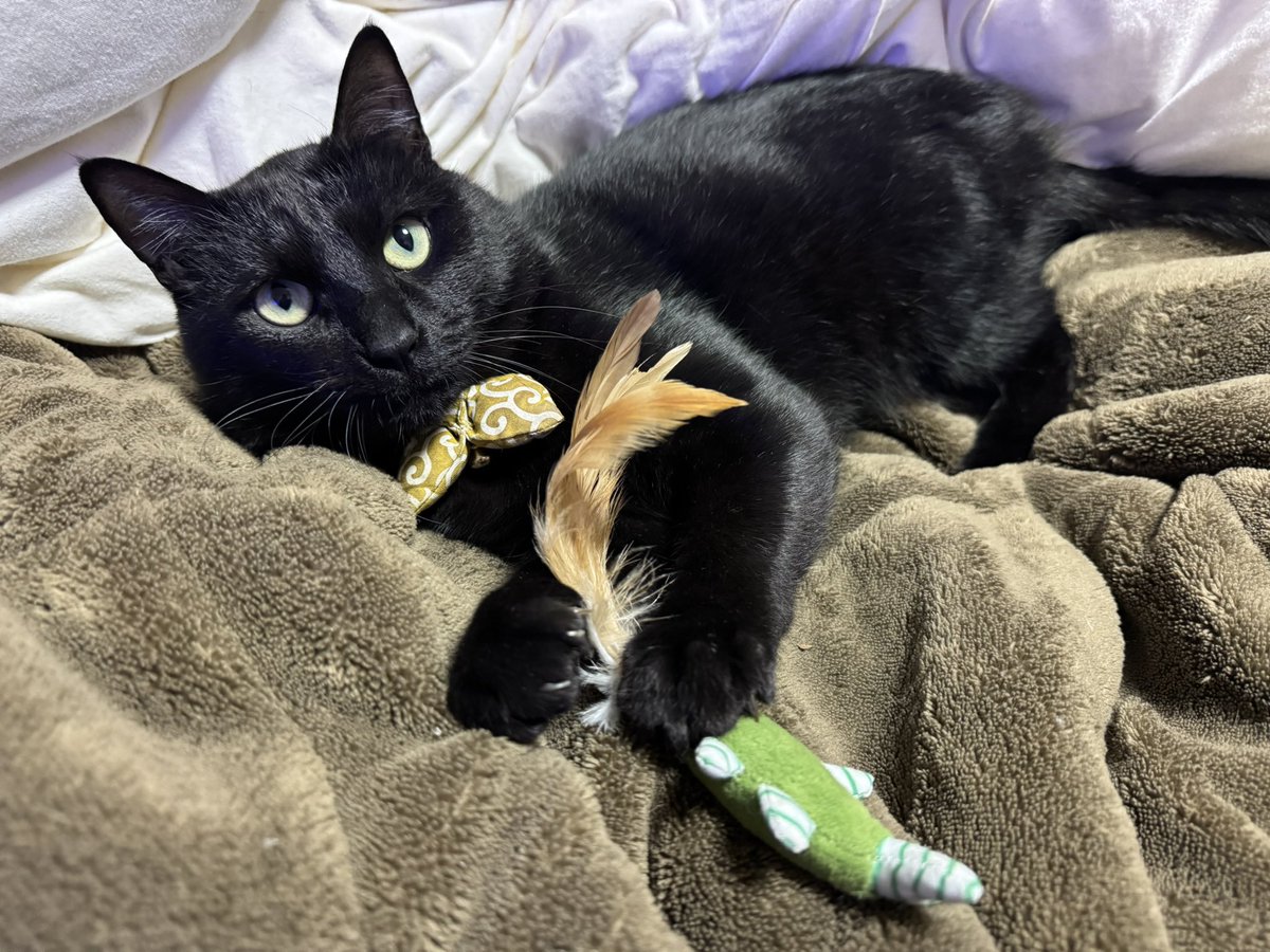 おきにの鳥さん
#黒猫 #保護猫