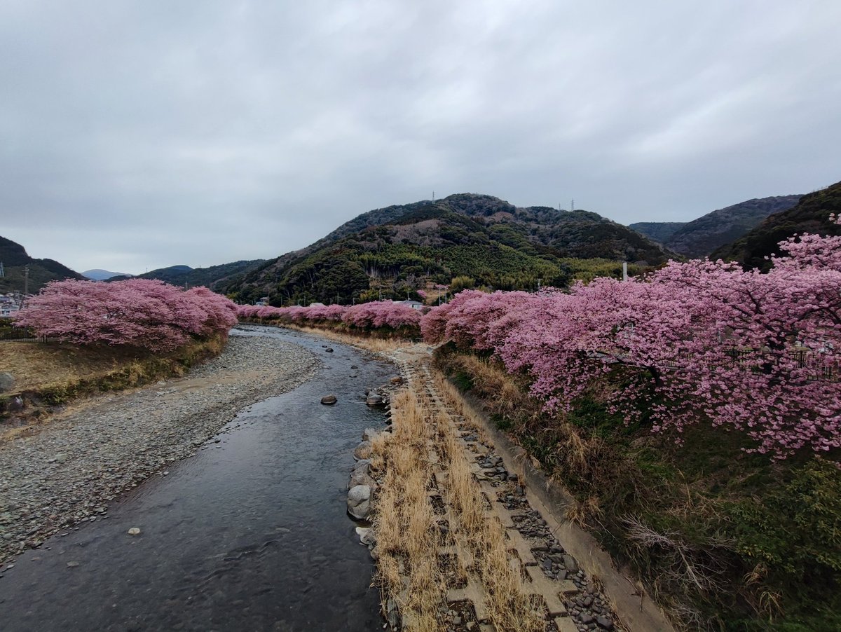 kanemie2's tweet photo. 河津桜、ちょうど見頃 https://t.co/U7xEKlxON1