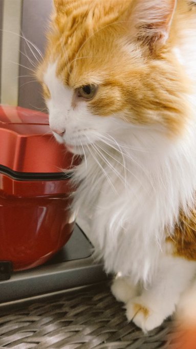 ニンゲン居なくて朝からイカ耳らしい 