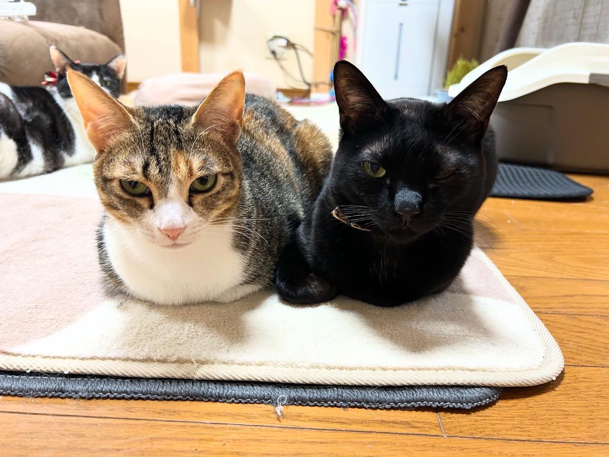 baninyan's tweet photo. おはようさんどす🤓
 #猫のいる生活  #猫のいる暮らし  #猫の日常  #猫ちゃん https://t.co/TaNbAR7g6J