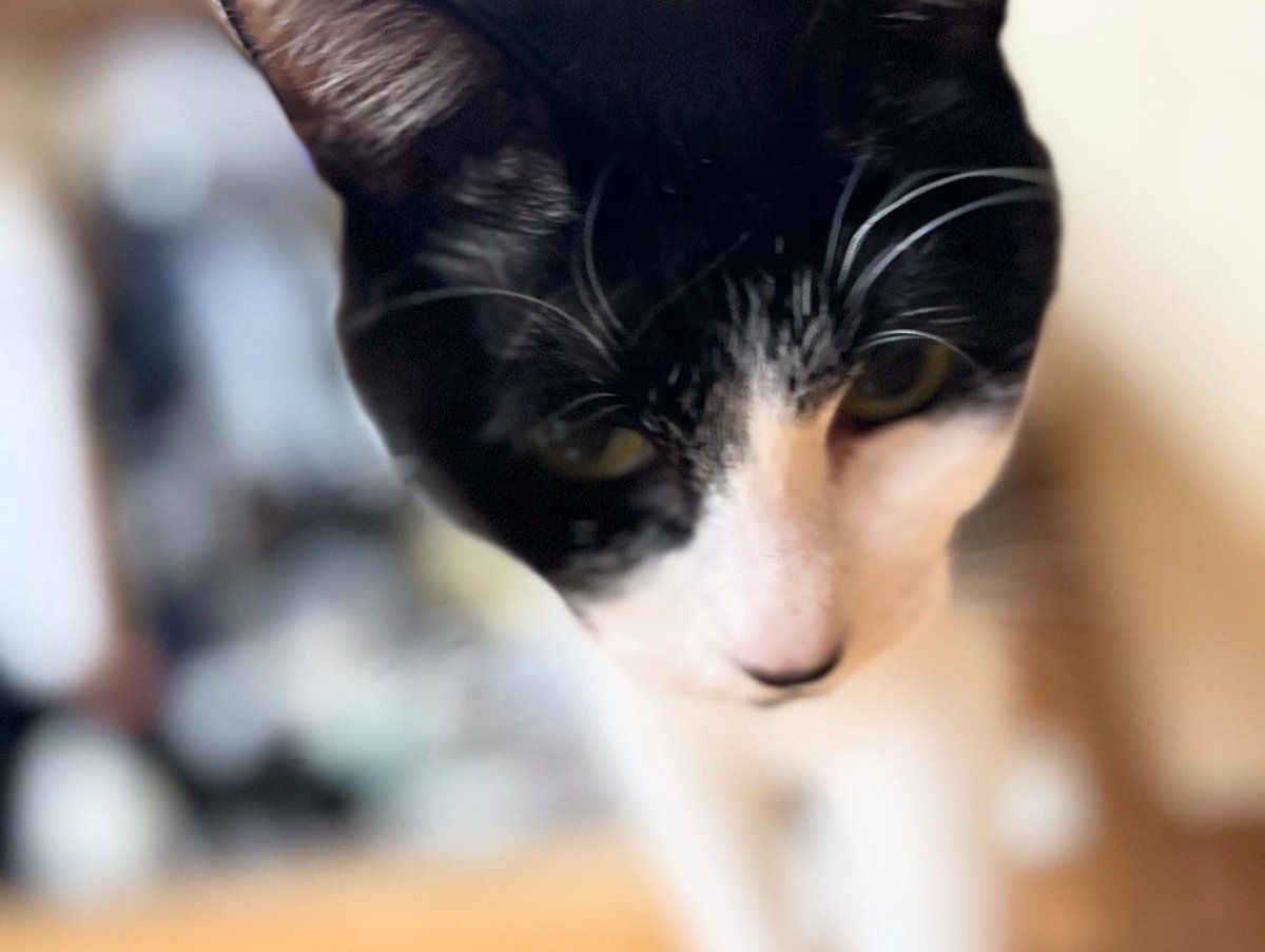 baninyan's tweet photo. おはようさんどす🤓
 #猫のいる生活  #猫のいる暮らし  #猫の日常  #猫ちゃん https://t.co/TaNbAR7g6J