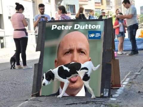 BarrySteeleNB's tweet image. Dogs know