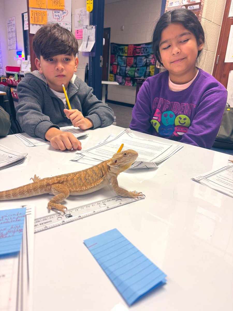 claudia_busti's tweet photo. Our students did an amazing job in small groups today, and we think Kobe, our bearded dragon, might be our secret to success! They love having him around, and their engagement and effort were outstanding! #ClassroomPet #EngagedLearning #SmallGroupSuccess https://t.co/J54h4Yl1bh