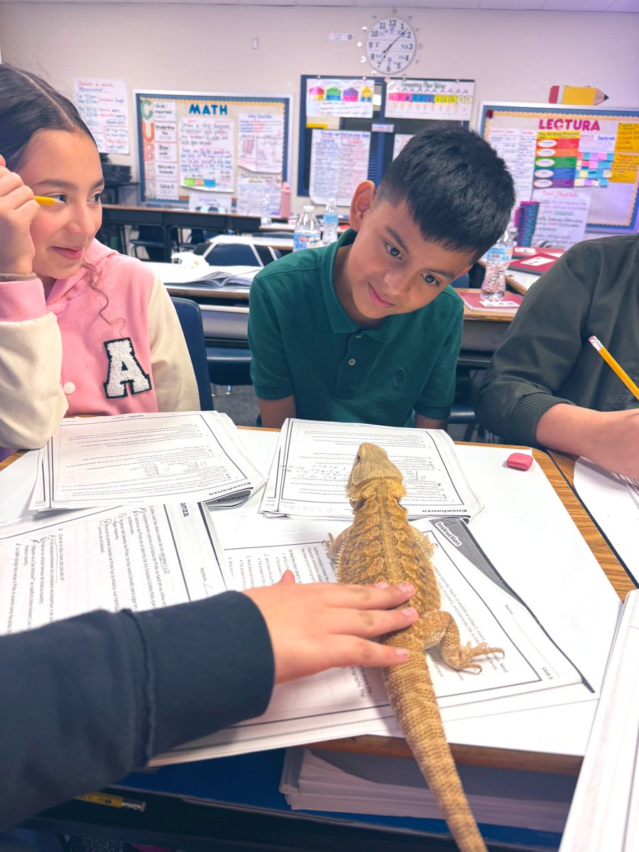 Our students did an amazing job in small groups today, and we think Kobe, our bearded dragon, might be our secret to success! They love having him around, and their engagement and effort were outstanding! #ClassroomPet #EngagedLearning #SmallGroupSuccess