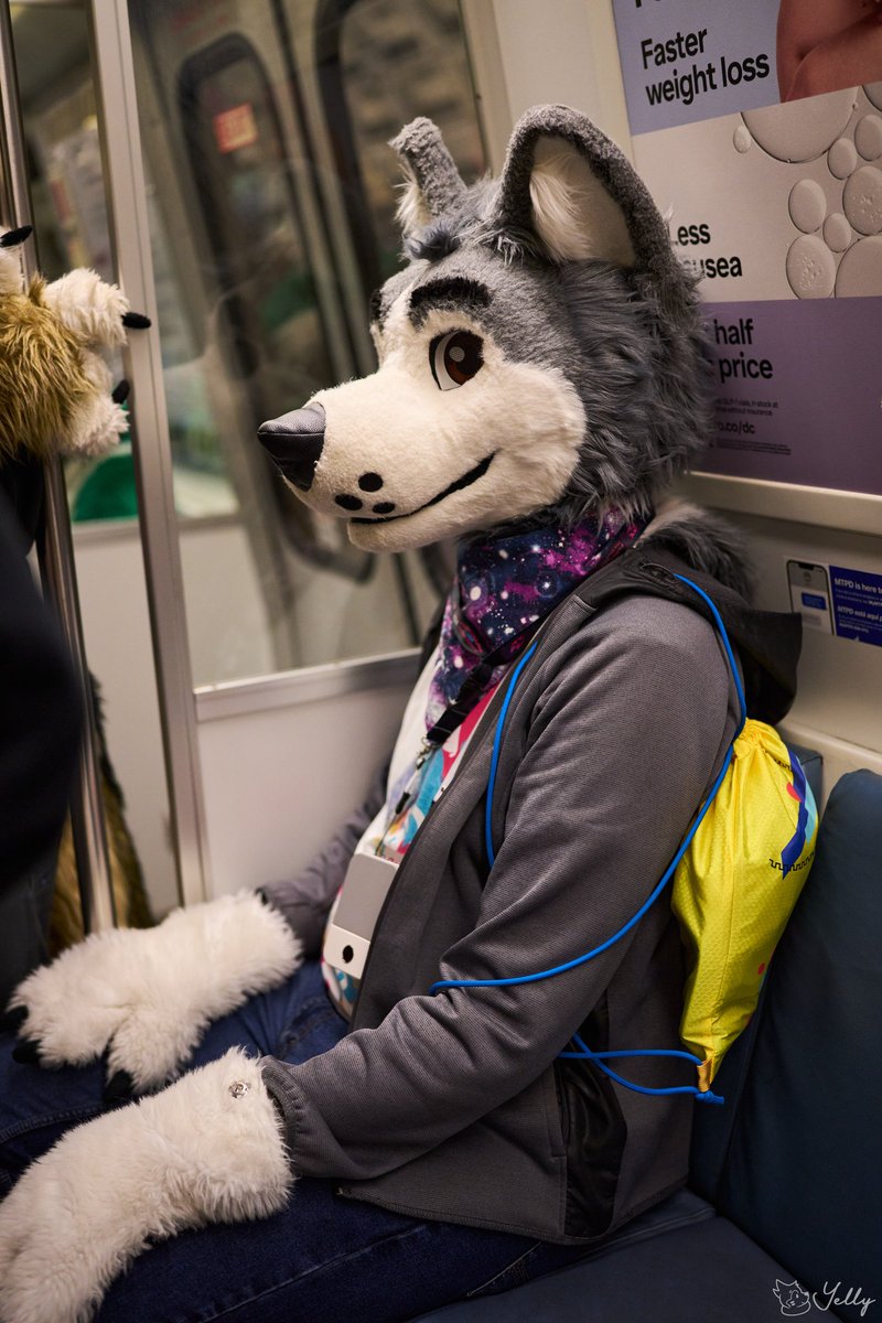 A husky with no thoughts riding the Metro

📸: <a href="/yellyXP/">YellyXP</a>

#FursuitFriday