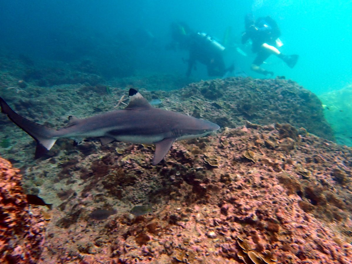 最近は、ピピ島を潜ると、このブラックチップリーフシャーク（ツマグロ）の群れを紹介しています。大中小のサメが、浅場をぐるぐる回る様子は圧巻ですよ。サメの群れは動画でもご紹介しているので、ぜひブログをご覧ください。
greendiverphuket.com/2025/03/02/3-2…
#プーケット #ダイビング #phuket #diving