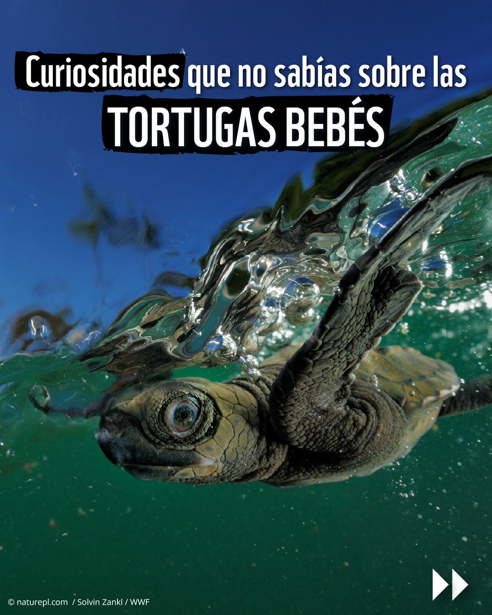 WWF_LAC's tweet image. Queríamos amenizar tu #domingo con estas hermosas crías de tortugas marinas 💚🐢. 

➡️ ¿Conocías estos tres #datoscuriosos sobre ellas?