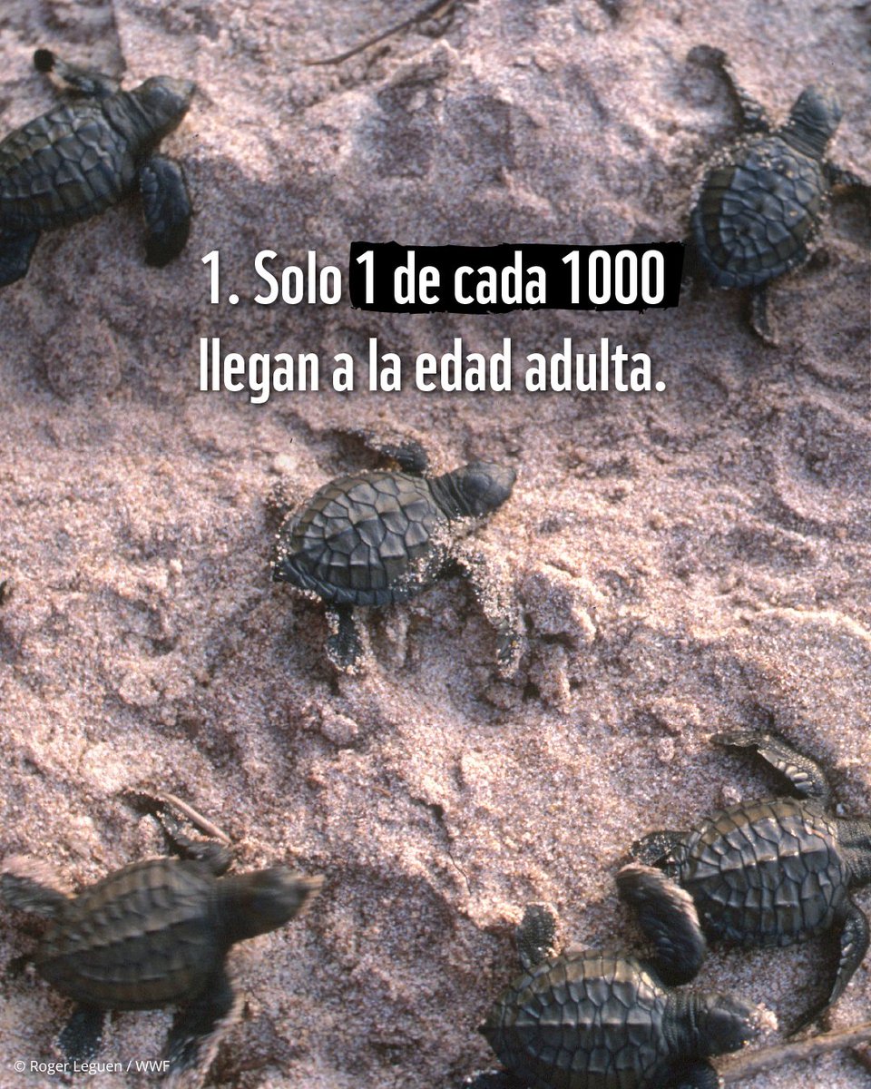 WWF_LAC's tweet image. Queríamos amenizar tu #domingo con estas hermosas crías de tortugas marinas 💚🐢. 

➡️ ¿Conocías estos tres #datoscuriosos sobre ellas?