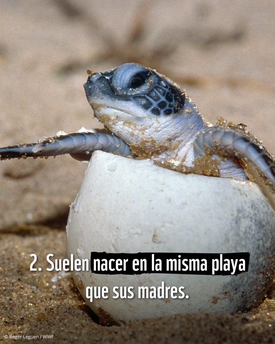 WWF_LAC's tweet image. Queríamos amenizar tu #domingo con estas hermosas crías de tortugas marinas 💚🐢. 

➡️ ¿Conocías estos tres #datoscuriosos sobre ellas?
