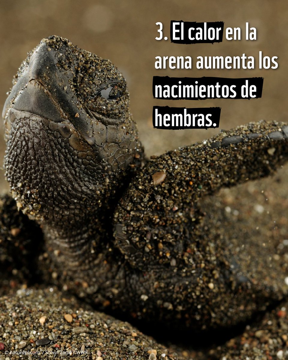 WWF_LAC's tweet image. Queríamos amenizar tu #domingo con estas hermosas crías de tortugas marinas 💚🐢. 

➡️ ¿Conocías estos tres #datoscuriosos sobre ellas?