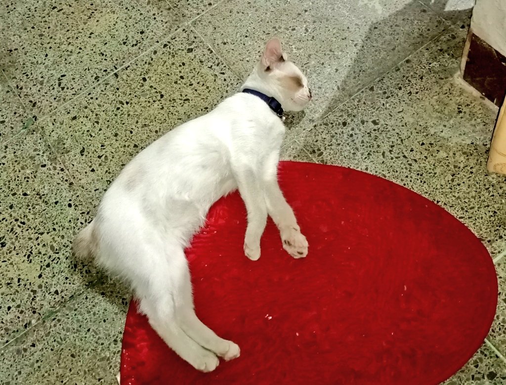 ℳ⊙⊝⊜𝒸𝒽𝒾𝒷𝓸𝓁𝒶𝓁𝒶🌊 tweet media